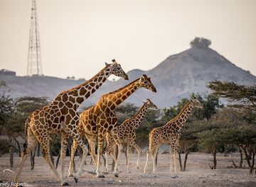 united-arab-emirates/sir-bani-yas-island/shop/sir-baniyas-island