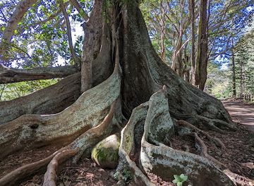 norfolk-island/ball-bay/shop/hundred-acres-reserve