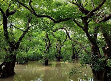 bangladesh/ratargul-swamp-forest/shop/ratargul-swamp-forest-view-point