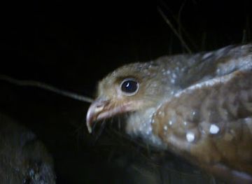 trinidad-and-tobago/aripo-caves/shop/cumaca-cave