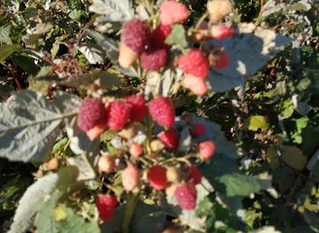 georgia/akhaltsikhe/shop/akhali-baghi-jolo