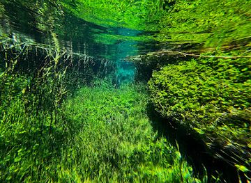 australia/limestone-coast/shop/ewens-ponds-conservation-park
