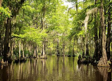 louisiana/honey-island-swamp/shop/honey-island-swamp