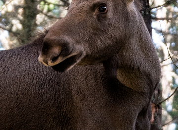 sweden/dalsland/shop/dalslands-moose-ranch