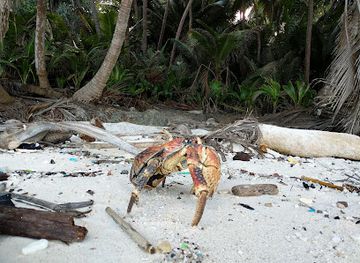 christmas-island/red-crabs-migration-area/shop/dolly-beach