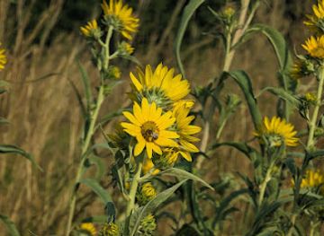 Marais des Cygnes National Wildlife Refuge