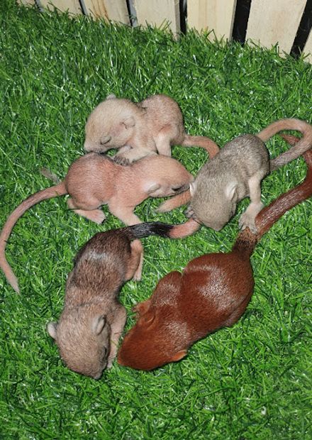 ขายกระรอกหลากสี อยุธยา Squirrel Shop