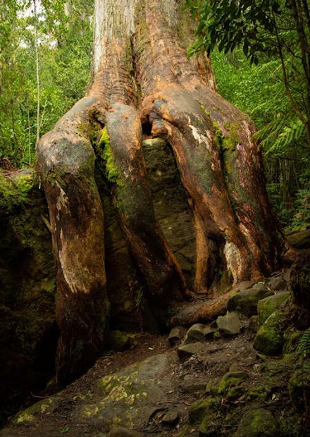 Octopus Tree