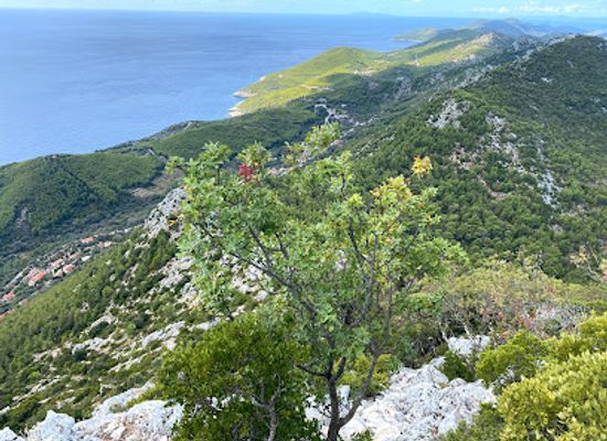 croatia/mljet-island/shop/veliki-grad