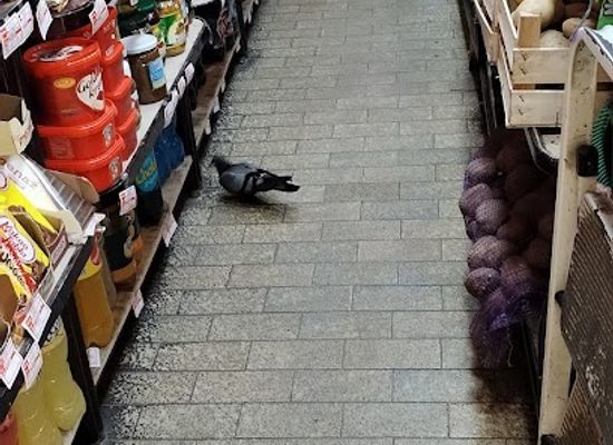 serbia/bor/shop/vaz