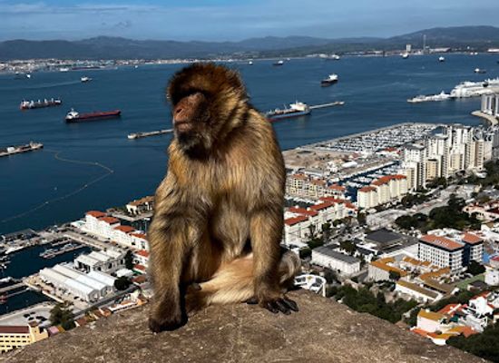 gibraltar/camp-bay/shop/apes-den