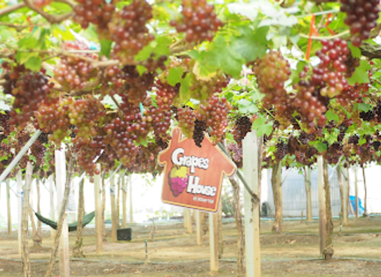 thailand/khao-yai-national-park/shop/grapes-house-khao-yai