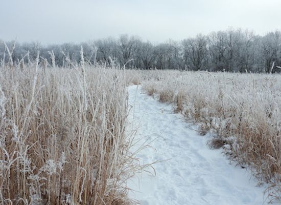 iowa/tallgrass-prairie/shop/daryl-smith-prairie