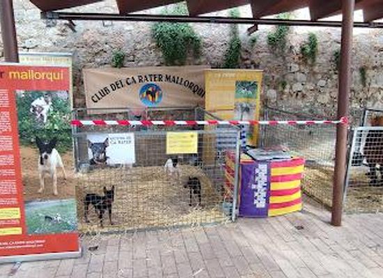 spain/balearic-islands/shop/sineu-market