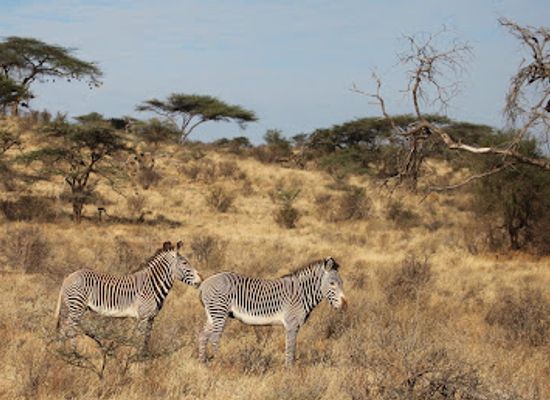 kenya/samburu-region/shop/samburu-national-park
