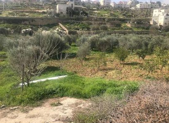 israel/masada/shop/zuluf-store