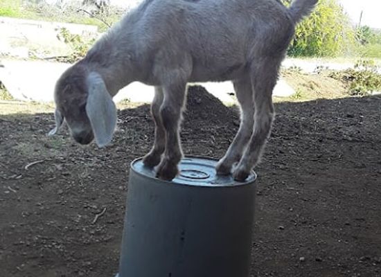 curacao/curacao-ostrich-farm/shop/happy-touch