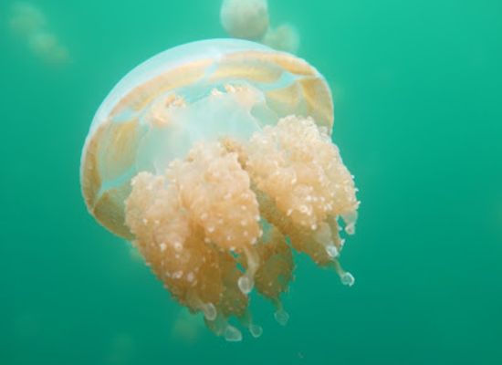palau/jellyfish-lake/shop/jellyfish-lake-in-korror