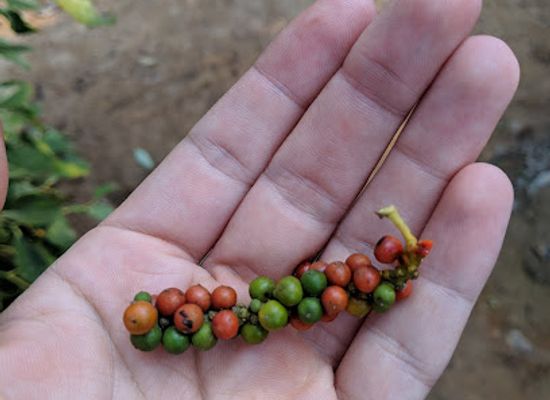 cambodia/kep/shop/flying-dog-farm