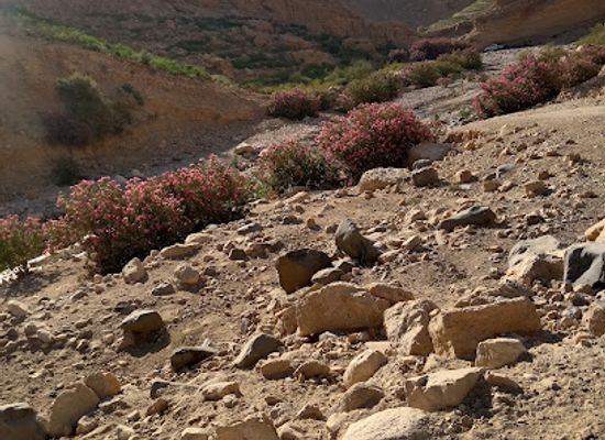 jordan/tafileh-highlands/shop/wadi-ghuweir-parking