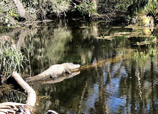florida/homosassa-springs-wildlife-state-park/shop/homosassa-springs-wildlife-park-visitor-center