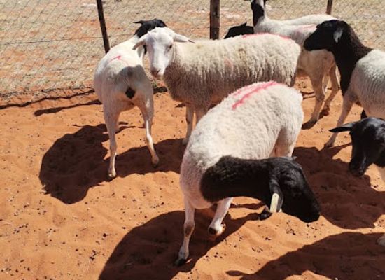 botswana/kgalagadi-district/shop/ultrad-technologies