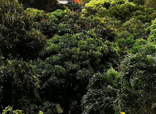 grenada/etang-national-park/shop/laura-herb-and-spice-garden