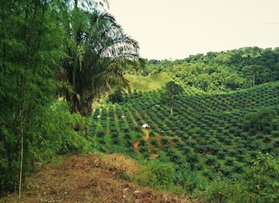 costa-rica/osa-peninsula/shop/osacoop-r-l