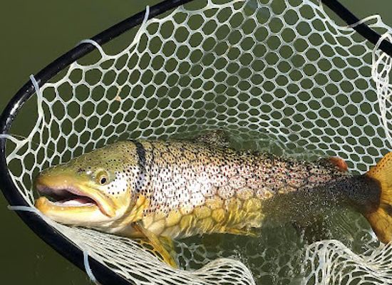 montana/the-missouri-river-country/shop/bighorn-trout-shop-lodge