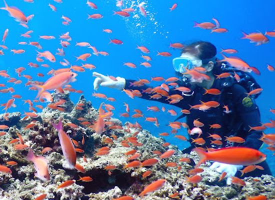japan/ishigaki-island/shop/fan-sea-ishigaki-island-diving-shop