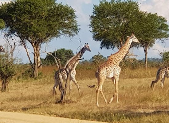 tanzania/mikumi-region/shop/mikumi-national-park
