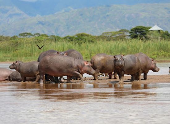 burundi/northern-highlands/shop/rusizi-national-park