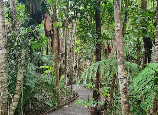 australia/cape-tribulation/shop/dubuji-boardwalk