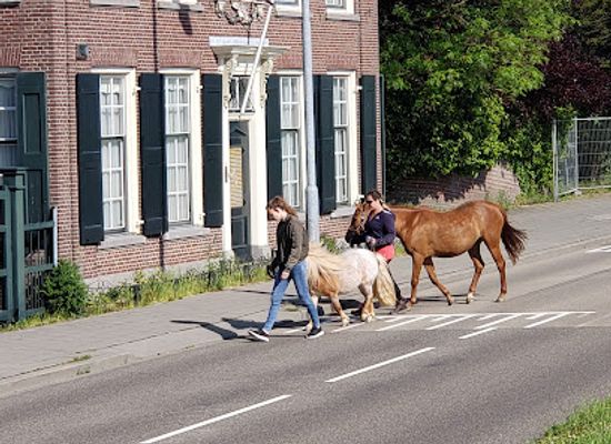 netherlands/kinderdijk/shop/biokaas-kinderdijk