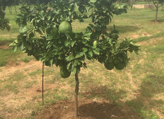 senegal/casamance/shop/ferme-agroforesterie