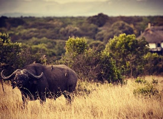 kenya/laikipia-plateau/shop/ol-pejeta-conservancy