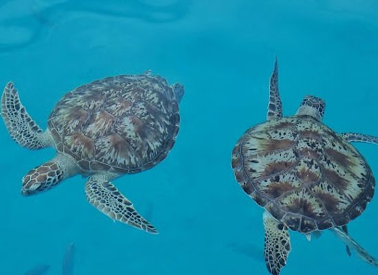 malaysia/redang-island/shop/taaras-dive-center