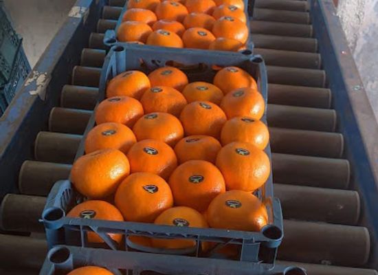 egypt/faiyum-oasis/shop/global-green-for-export