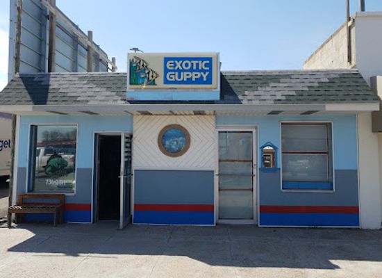idaho/twin-falls/shop/exotic-guppy