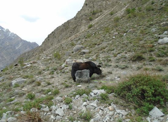 pakistan/gilgit-baltistan/shop/hunza-store