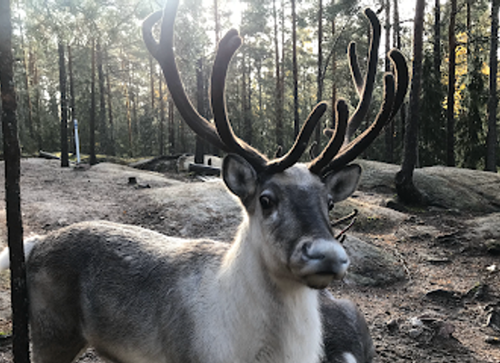 finland/nuuksio-national-park/shop/nuuksio-reindeer-park