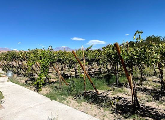 chile/atacama-desert/shop/vina-santa-romina