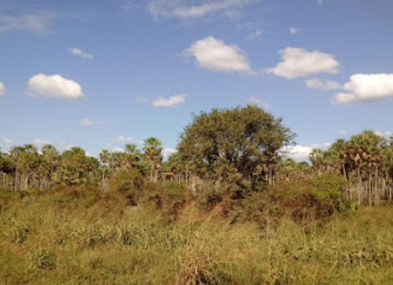 paraguay/concepcion-forest/shop/concepcion-paraguay