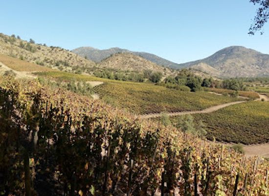 chile/maipo-valley/shop/vina-el-principal