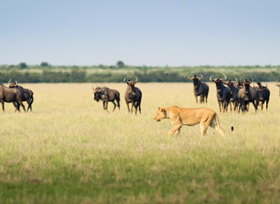 botswana/central-kalahari-game-reserve/shop/central-kalahari-game-reserve