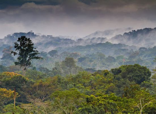 equatorial-guinea/kie-ntem/shop/parque-nacional-del-monte-alen