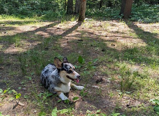 maryland/green-ridge-state-forest/shop/green-ridge-state-forest-campsite-15