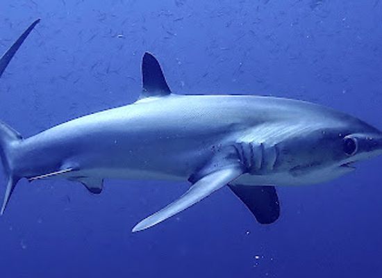 philippines/malapascua-island/shop/dive-nation-malapascua