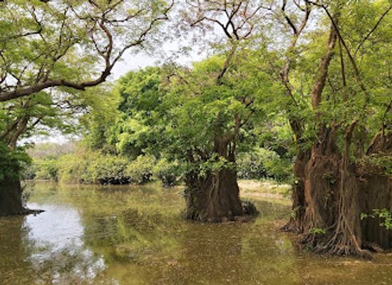 bangladesh/ratargul-swamp-forest/shop/ratargul-water-plantation