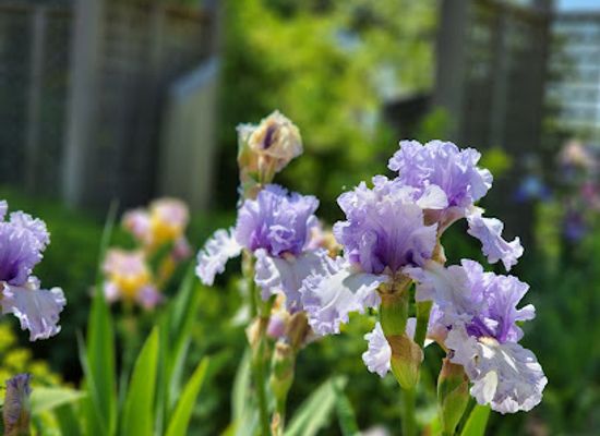 wisconsin/apostle-islands-national-lakeshore/shop/the-madeline-island-candles-gardens